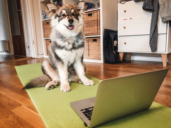 Investissez dans le tapis pour votre chien : Assurez son bien-être !