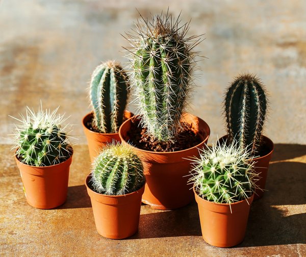 La décoration de votre événement avec la location de cactus